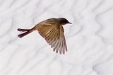 White Sands Bird Crop_32297